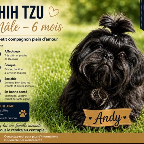 Magnifique bébé shih tzu #2