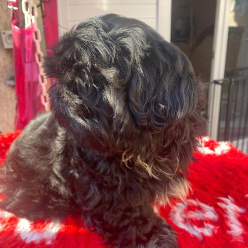 Magnifique bébé shih tzu #5