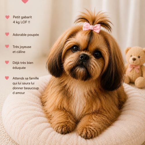 Magnifique bébé shih tzu