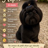 Magnifique bébé shih tzu