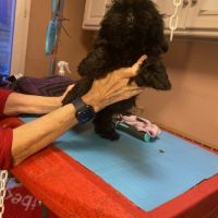 Magnifique bébé shih tzu #3