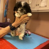 Magnifique bébé shih tzu #4