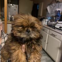 Magnifique bébé shih tzu #2