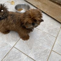 Magnifique bébé shih tzu #3