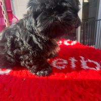 Magnifique bébé shih tzu #4