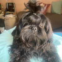 Magnifique bébé shih tzu