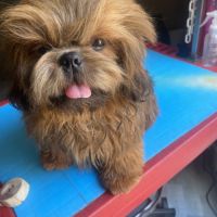 Magnifique bébé shih tzu #3