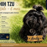 Magnifique bébé shih tzu #2