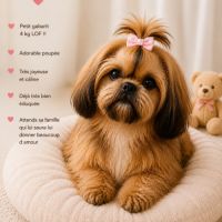 Magnifique bébé shih tzu