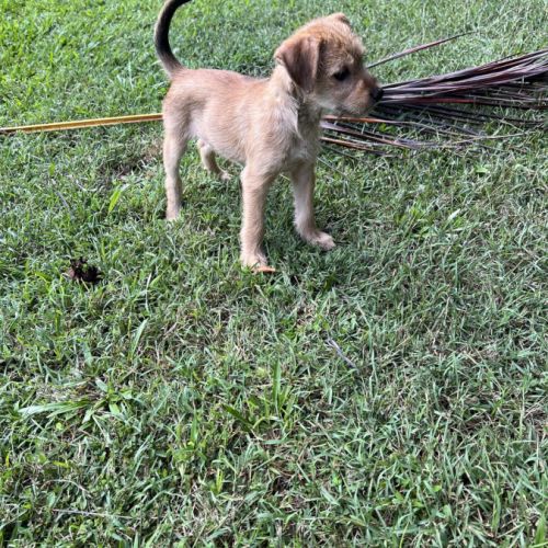 Noisette, la petite timide #3