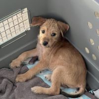 Noisette, la petite timide #2