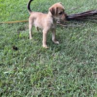 Noisette, la petite timide #3