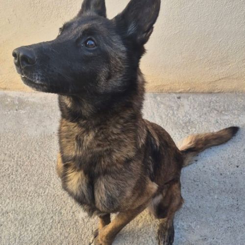 Chien bella à l adoption