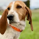 Chien marley à l adoption #2