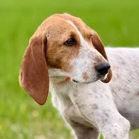 Chien marley à l adoption #3