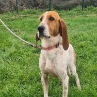 Chien marley à l adoption