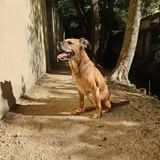 Chien atthila à l adoption #2