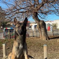 Chien tayco à l adoption