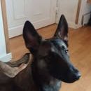 Chien tayco à l adoption #2