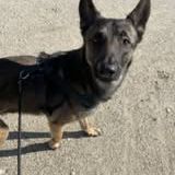 Chien tayco à l adoption #3