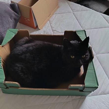 Chat mystic à l adoption