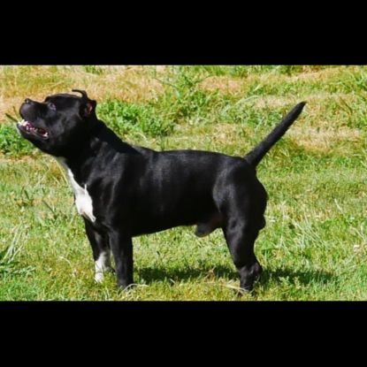 Staffie male lof pour saillie
