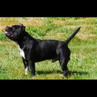 Staffie male lof pour saillie