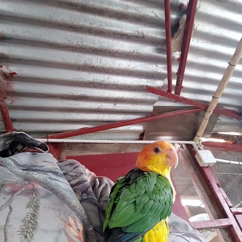 Caîque tête orange