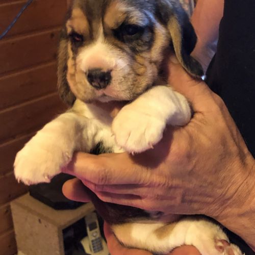 Adorables femelles beagle pure race à réserver #2