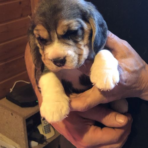 Adorables femelles beagle pure race à réserver #3