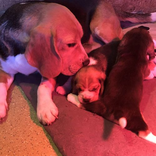 Adorables femelles beagle pure race à réserver #6