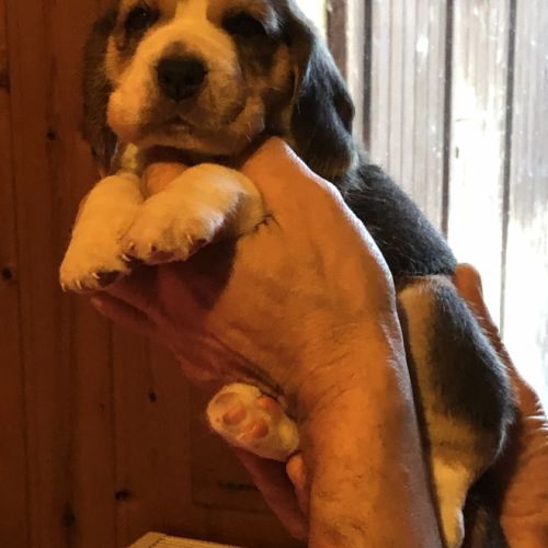 Adorables femelles beagle pure race à réserver #8