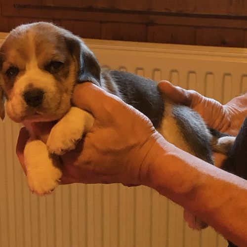 Adorables femelles beagle pure race à réserver #9