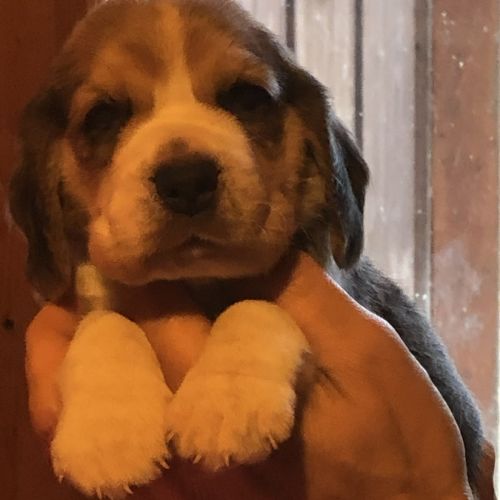 Adorables femelles beagle pure race à réserver #0