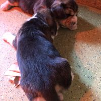 Adorables femelles beagle pure race à réserver #1