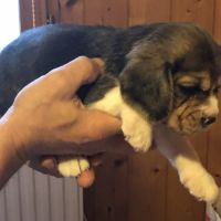 Adorables femelles beagle pure race à réserver #4