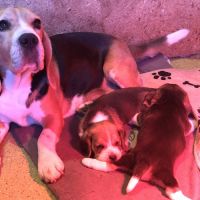 Adorables femelles beagle pure race à réserver #5