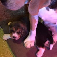 Adorables femelles beagle pure race à réserver #7