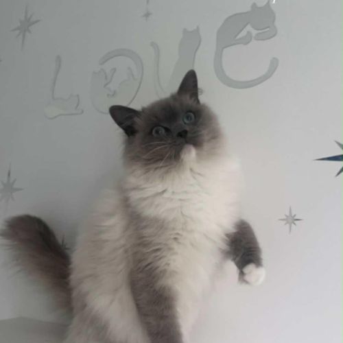 Chaton ragdoll #0