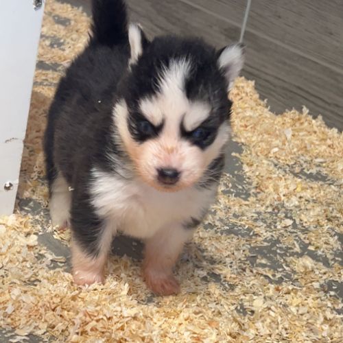 Chiot pomsky a réserver #1