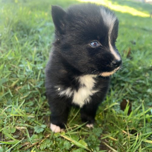 Chiot pomsky a réserver #4