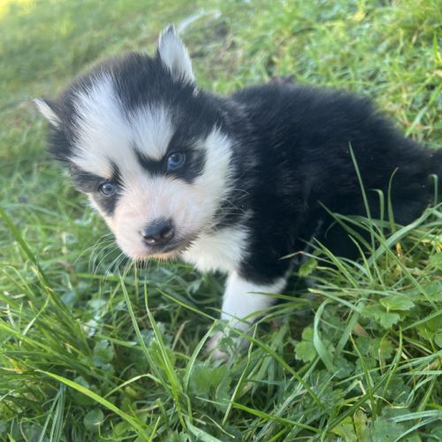 Chiot pomsky a réserver #7