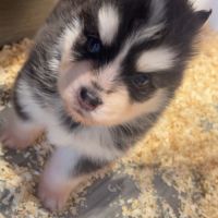 Chiot pomsky a réserver #2