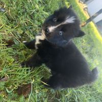 Chiot pomsky a réserver