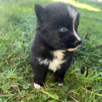 Chiot pomsky a réserver #4