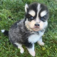 Chiot pomsky a réserver #5