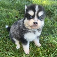 Chiot pomsky a réserver #6