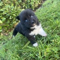 Chiot pomsky a réserver #9