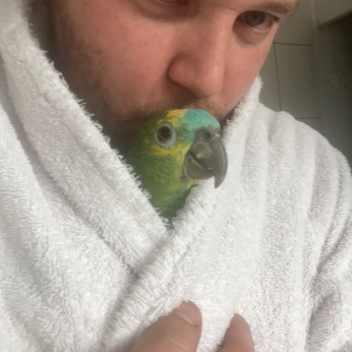 Amazon à front bleu #0