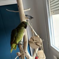 Amazon à front bleu #1